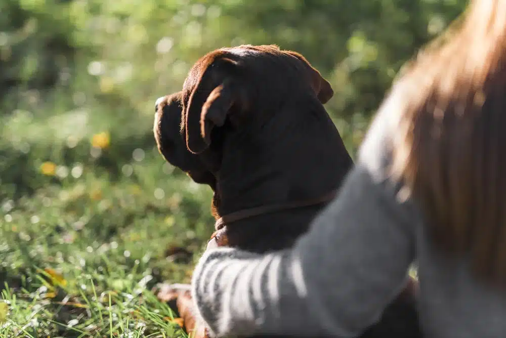 Aandenken overleden hond